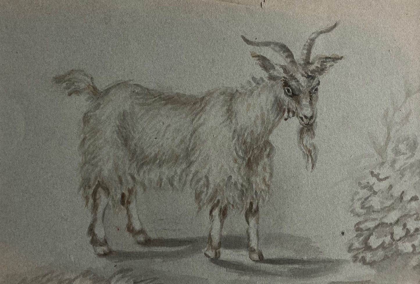 School of Francesco Londonio Goat Study in ink
