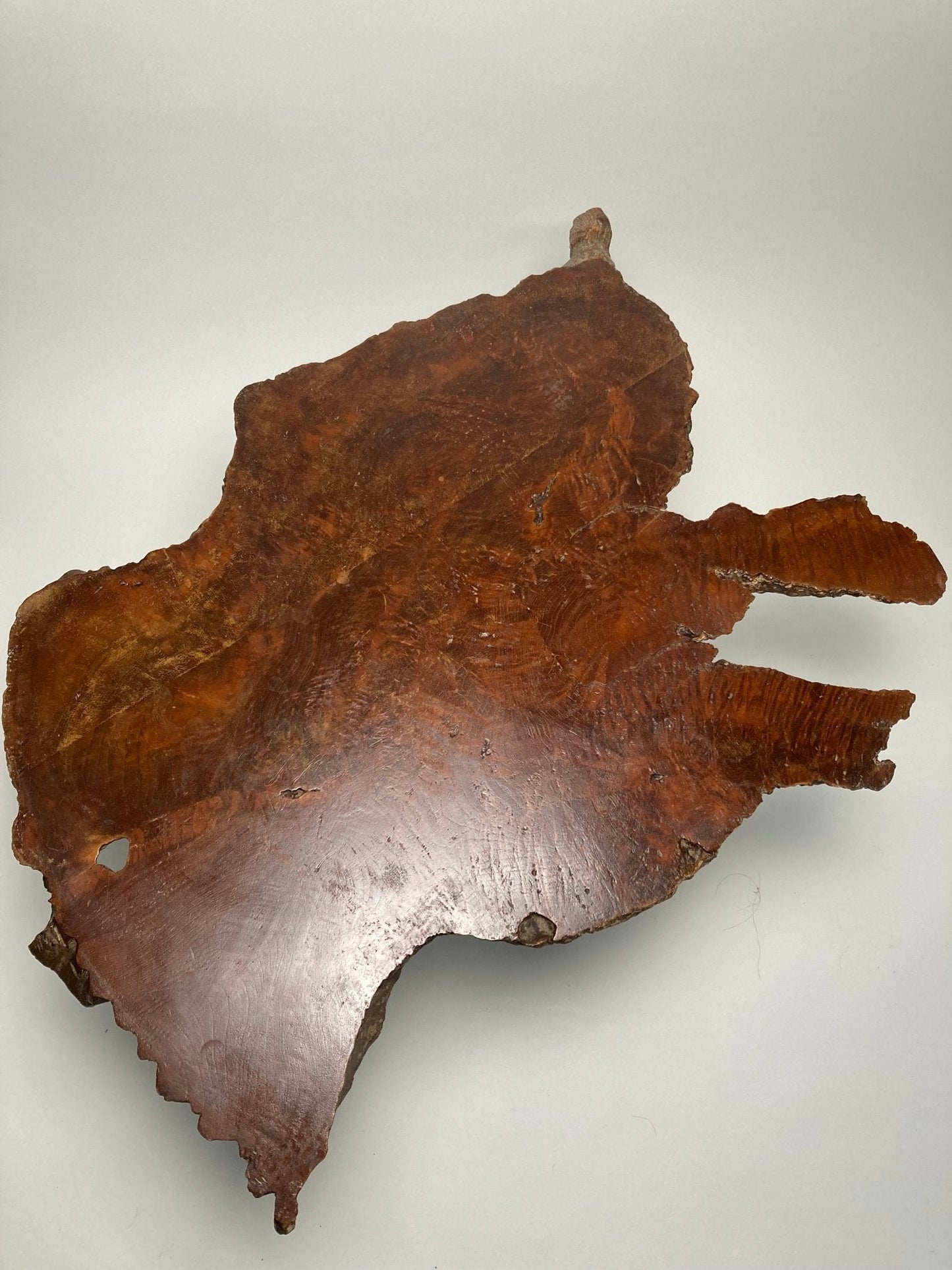 Naturalist Wood Coffee Table - Madden & McHugh